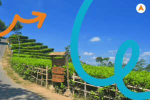 Jasa Tour Wisata Edukasi Kebun Teh Nglinggo Jogja