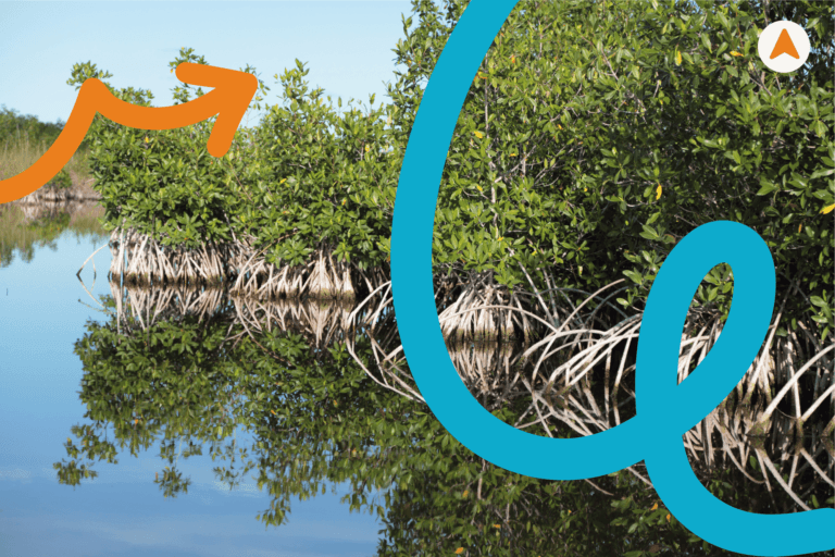 Jasa Tour Wisata Kano Mangrove Baros Jogja