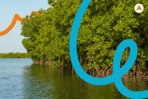 Hutan Mangrove