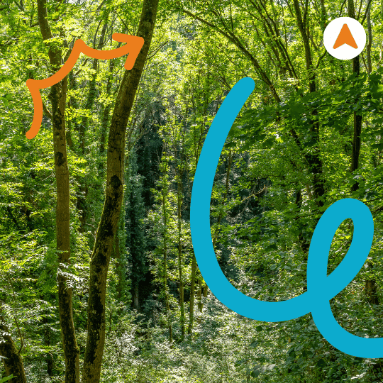 Hutan Purba dengan Vegetasi yang Unik